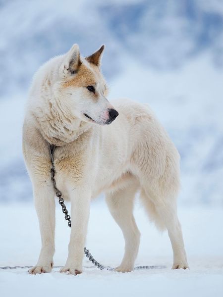 Sled dog during winter in Uummannaq in Greenland Dog teams are still draft animals
